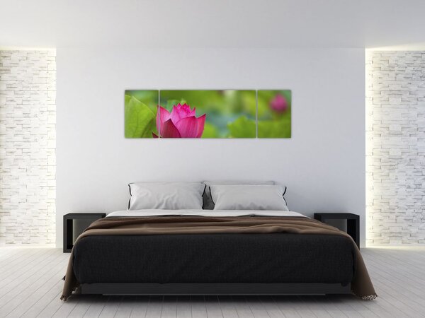 Obraz - roślina wodna (170x50 cm)