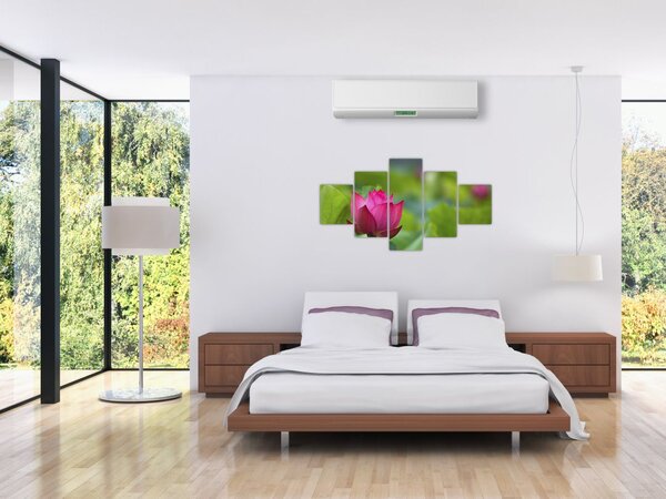 Obraz - roślina wodna (125x70 cm)