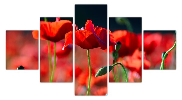 Obraz - maki (125x70 cm)
