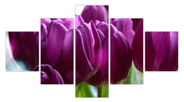 Obraz tulipanów (125x70 cm)