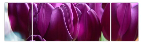 Obraz tulipanów (170x50 cm)