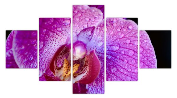 Zbliżenie kwiatu orchidei (125x70 cm)