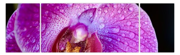 Zbliżenie kwiatu orchidei (170x50 cm)