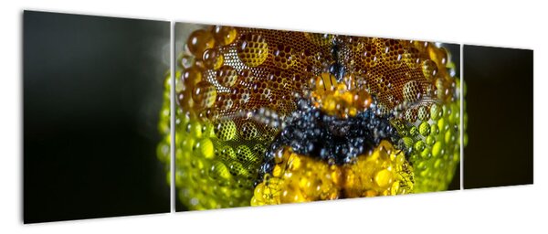 Szczegółowy obraz oczu owadów (170x50 cm)