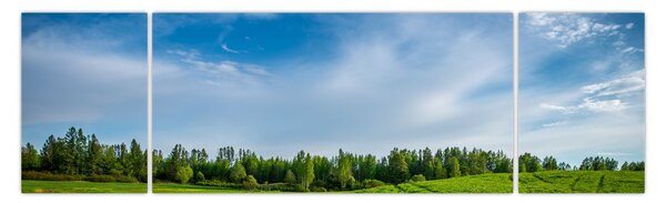 Obraz łąki (170x50 cm)