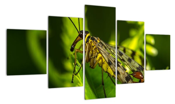 Obraz owada (125x70 cm)