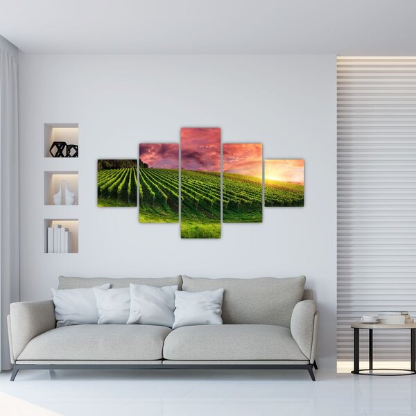 Obraz winnicy z kolorowym niebem (125x70 cm)