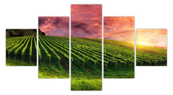 Obraz winnicy z kolorowym niebem (125x70 cm)
