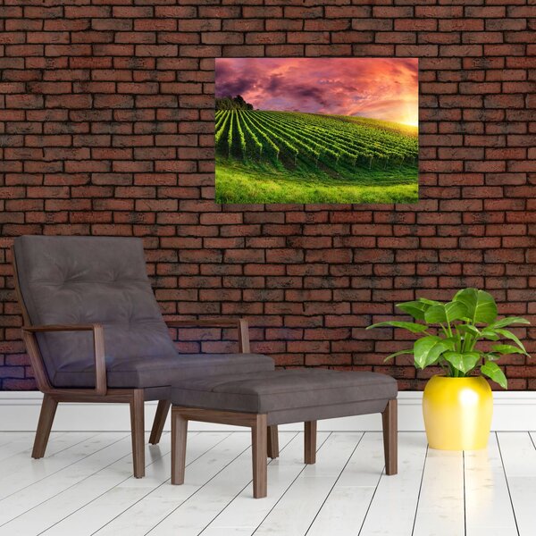 Obraz winnicy z kolorowym niebem (70x50 cm)