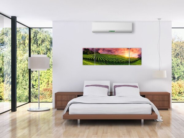 Obraz winnicy z kolorowym niebem (170x50 cm)