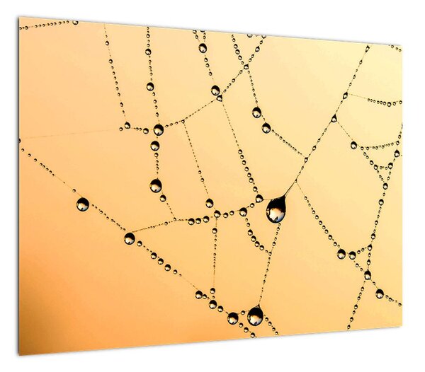 Obraz zroszonej pajęczyny (70x50 cm)