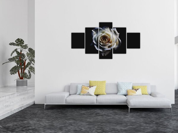 Obraz białej róży (125x70 cm)