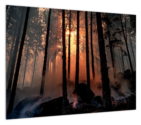Obraz ciemnego lasu (70x50 cm)