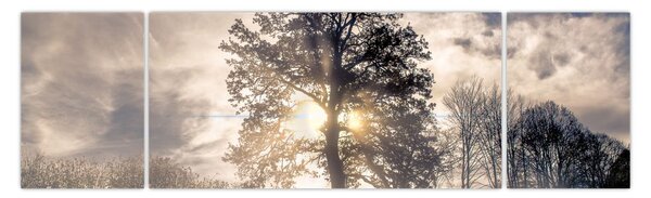 Obraz drzewa we mgle (170x50 cm)