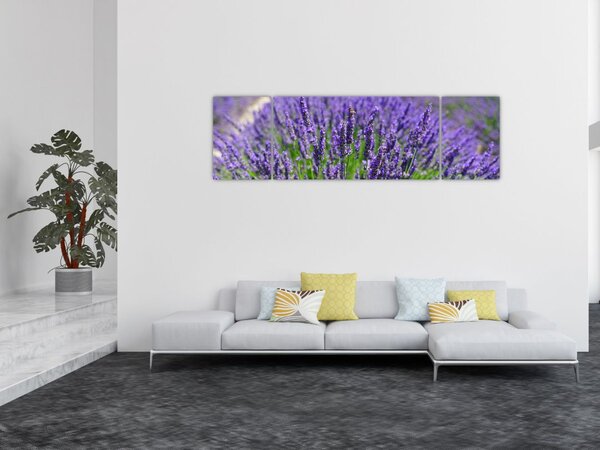 Obraz - lawenda (170x50 cm)