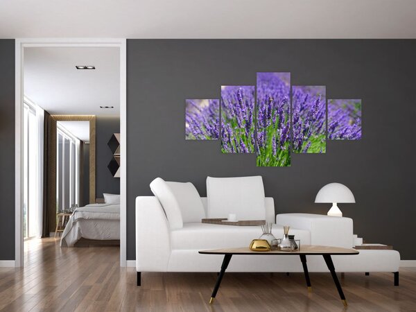 Obraz - lawenda (125x70 cm)