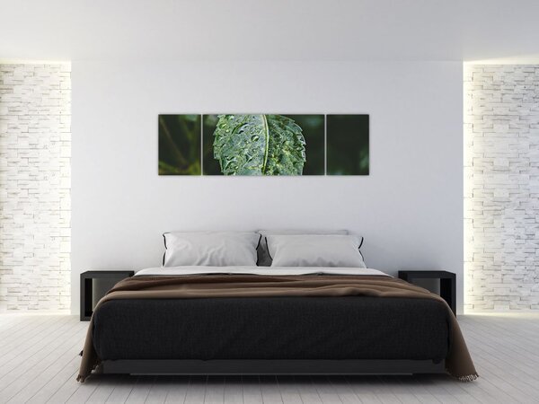 Obraz - krople na liściu (170x50 cm)