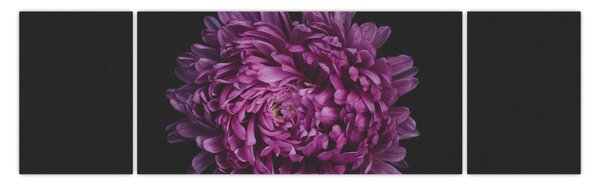 Obraz fioletowego kwiatu (170x50 cm)