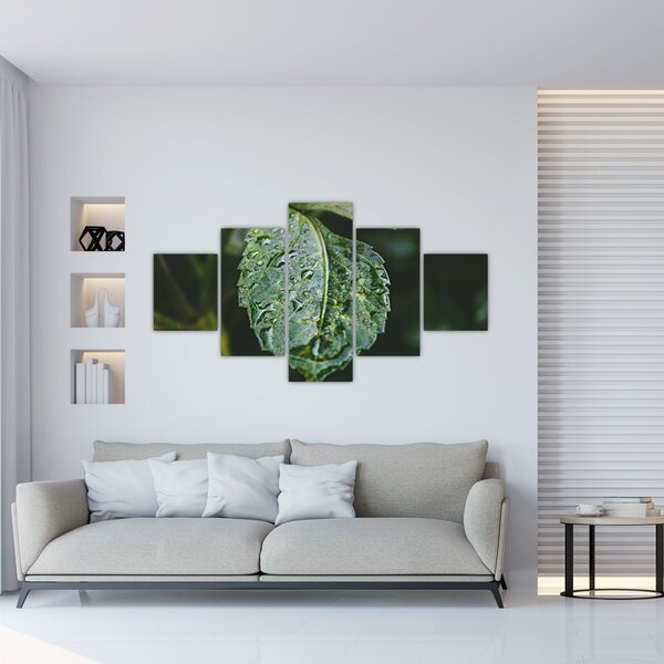 Obraz - krople na liściu (125x70 cm)