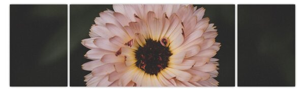 Obraz pomarańczowego kwiatu (170x50 cm)