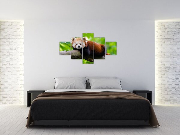 Obraz pandy czerwonej (125x70 cm)