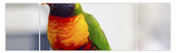 Obraz papugi (170x50 cm)