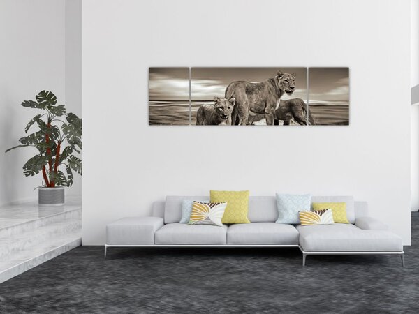 Obraz czarno - białych lwów (170x50 cm)