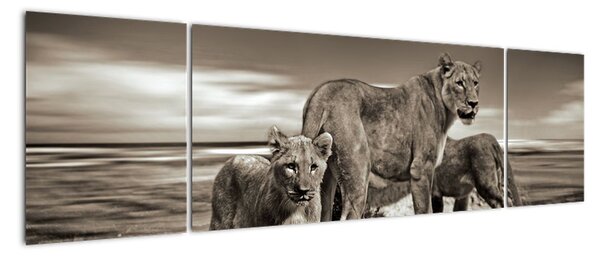Obraz czarno - białych lwów (170x50 cm)