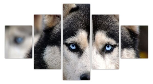 Obraz psa husky (125x70 cm)
