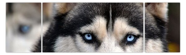 Obraz psa husky (170x50 cm)