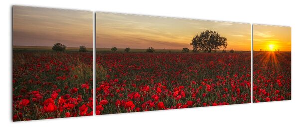Obraz łąki z makami (170x50 cm)