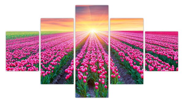 Obraz pole tulipanów ze słońcem (125x70 cm)