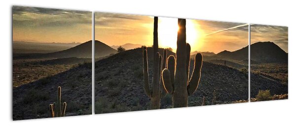 Obraz - kaktusy w słońcu (170x50 cm)