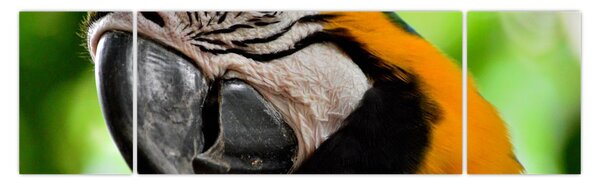 Obraz papugi (170x50 cm)