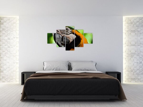 Obraz papugi (125x70 cm)