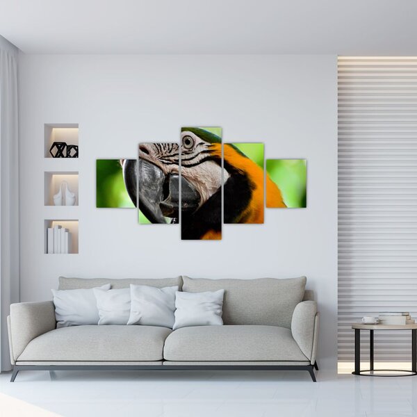 Obraz papugi (125x70 cm)