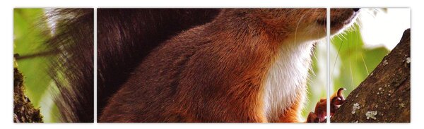 Obraz wiewiórki (170x50 cm)