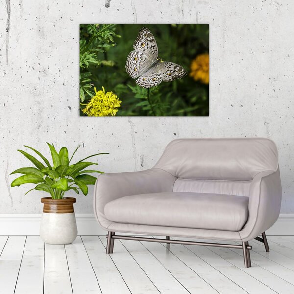 Obraz - biały motyl (70x50 cm)
