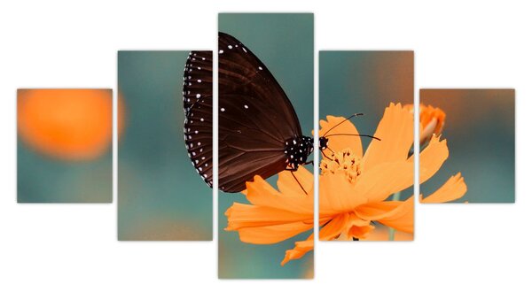 Obraz - motyl na pomarańczowym kwiatku (125x70 cm)