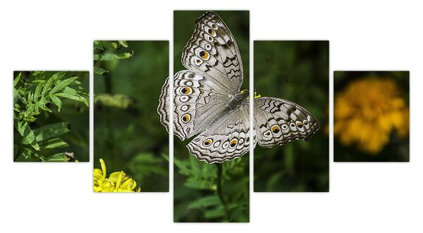 Obraz - biały motyl (125x70 cm)