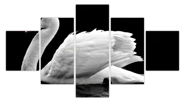 Obraz czarno - białego łabędzia (125x70 cm)