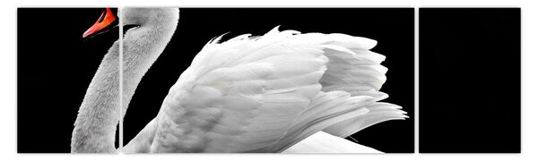 Obraz czarno - białego łabędzia (170x50 cm)