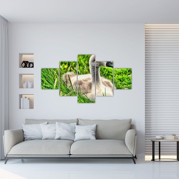 Obraz - mały łabędź w trawie (125x70 cm)