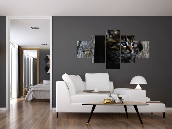 Obraz kotka (125x70 cm)