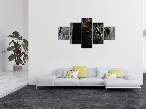 Obraz kotka (125x70 cm)