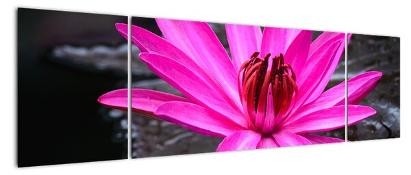Obraz - różowy kwiat (170x50 cm)