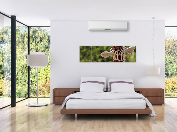 Obraz żyrafy od tyłu (170x50 cm)