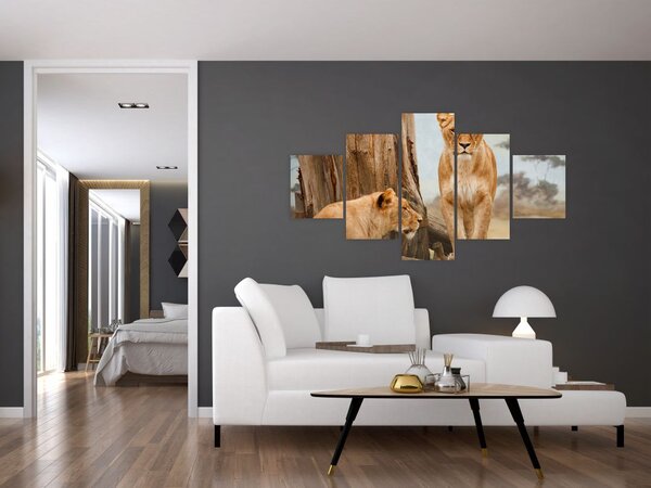 Obraz - dwie lwice (125x70 cm)