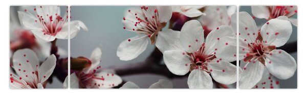 Obraz kwiatu - czerwony (170x50 cm)