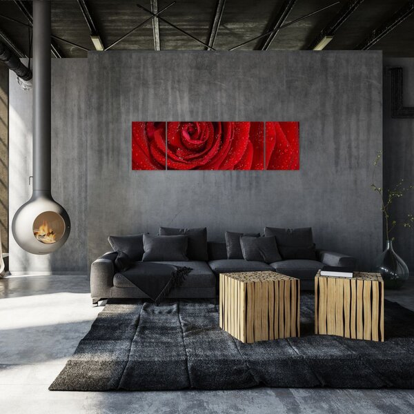 Obraz - szczegół róży (170x50 cm)
